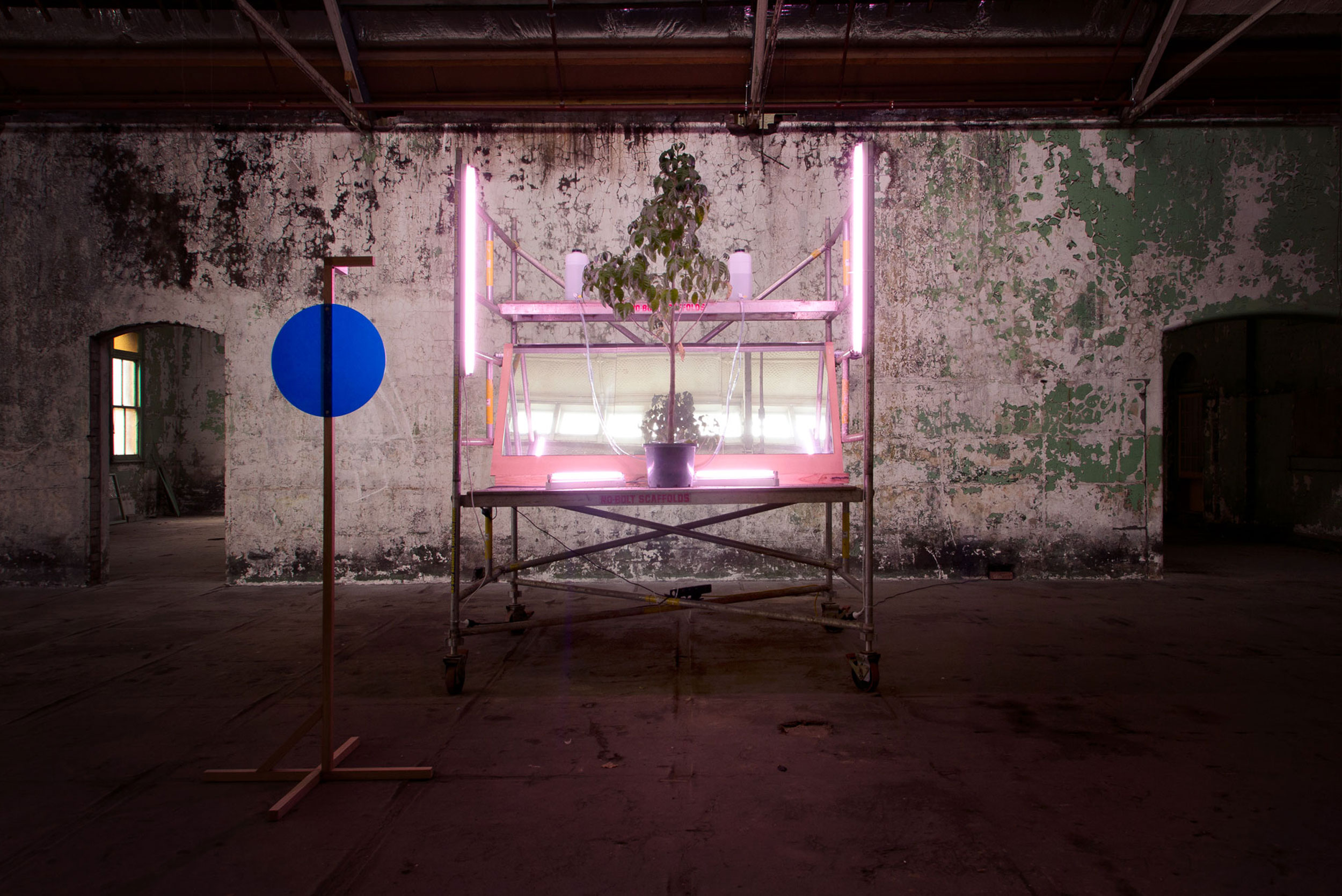 Living tree installation on scaffolding under pink lights in the Magdalen Laundries