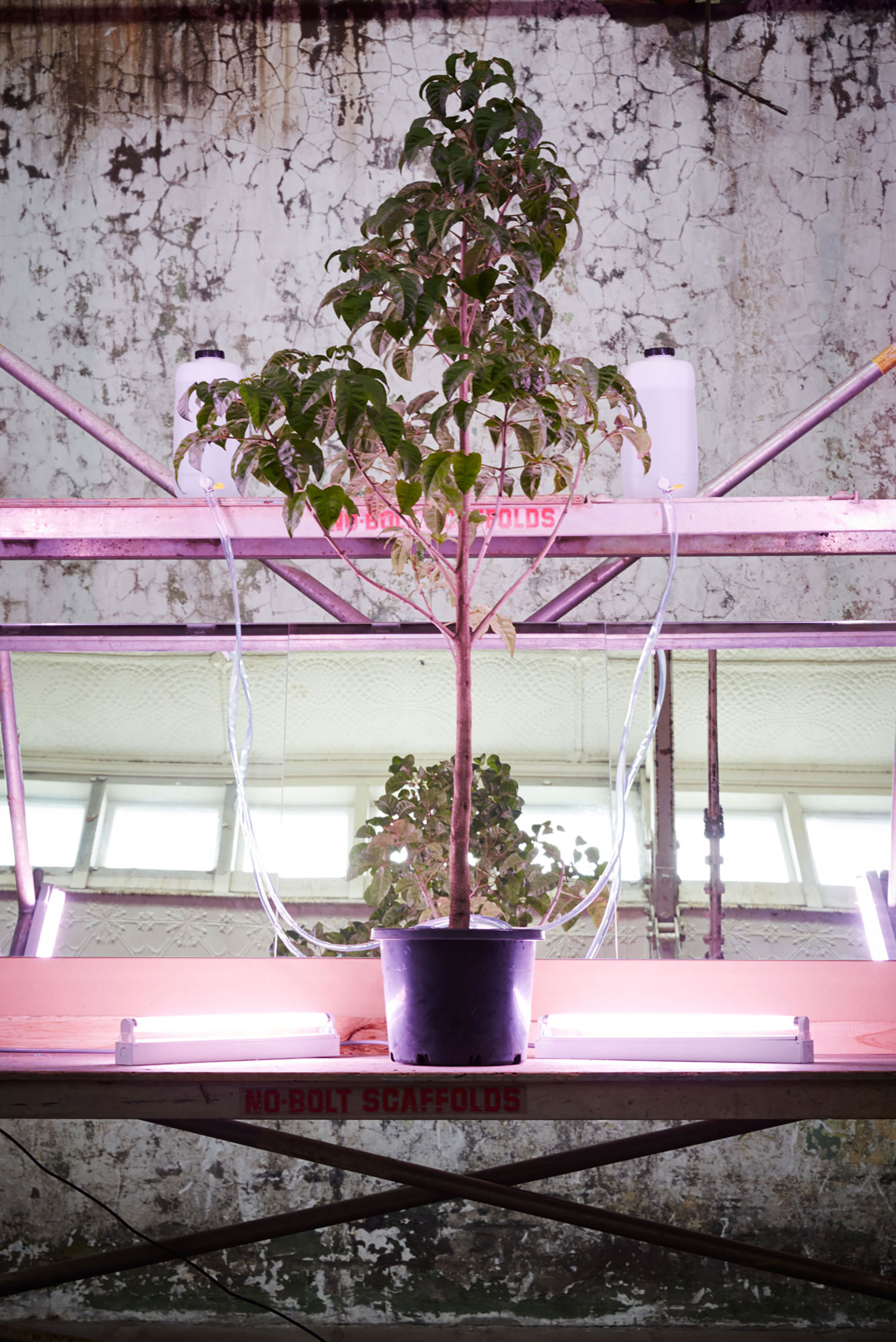 Living tree with drip feeders and ultraviolet lights on scaffolding