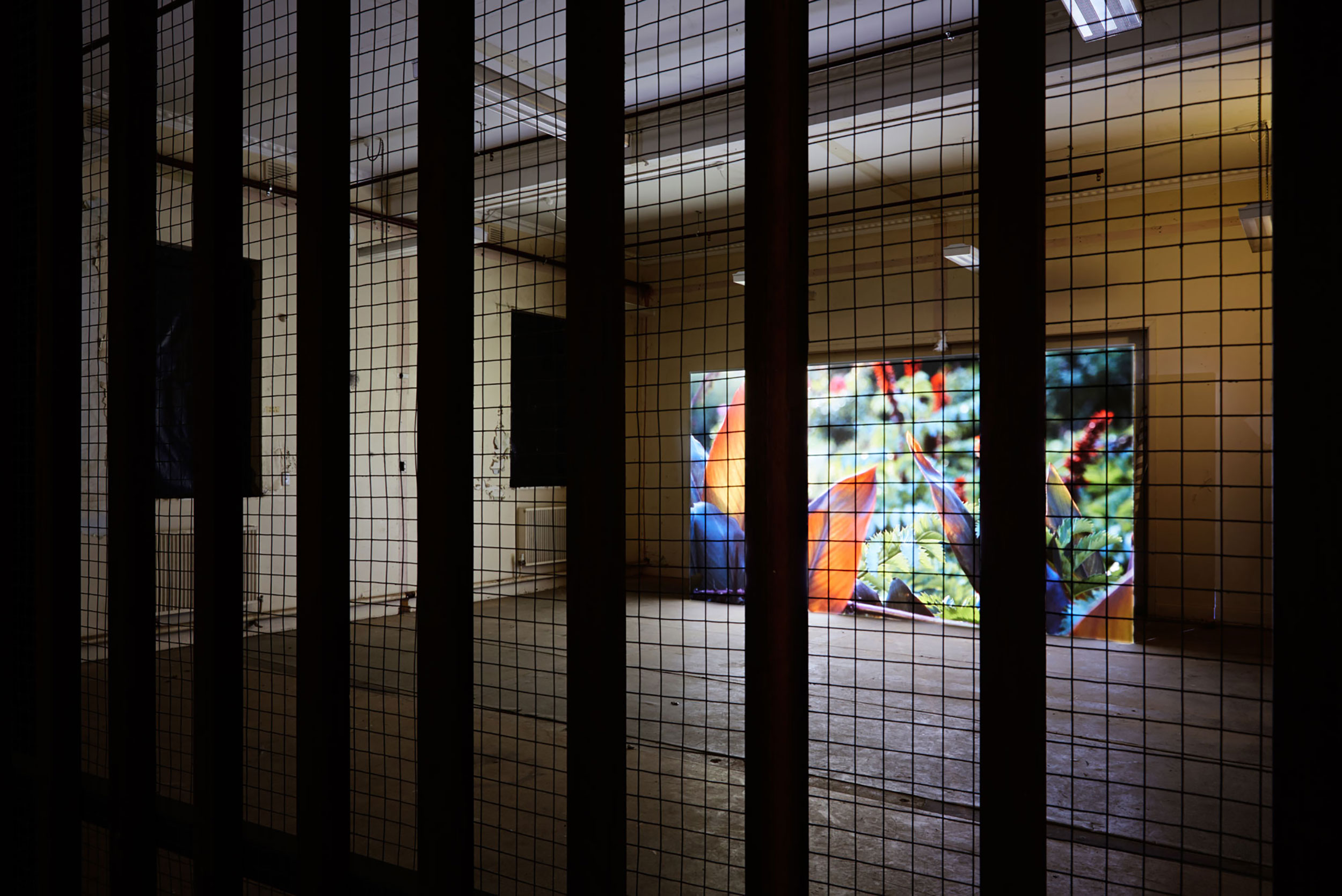 Colour garden video projection seen through a wire enclosure