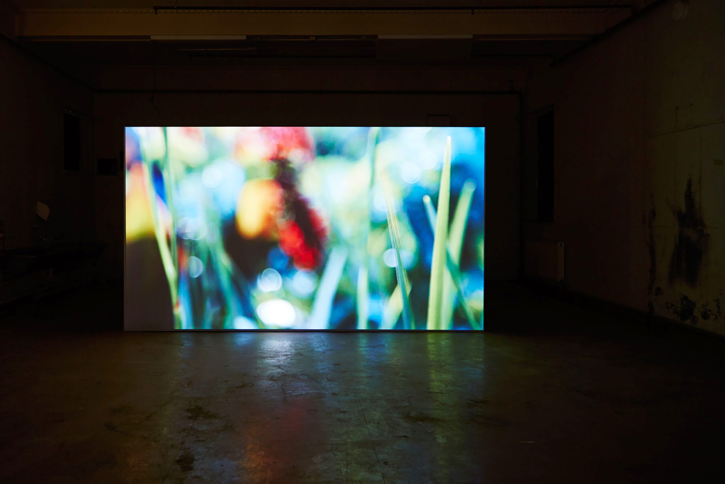 Large blurred close-up garden video projected in a dark room
