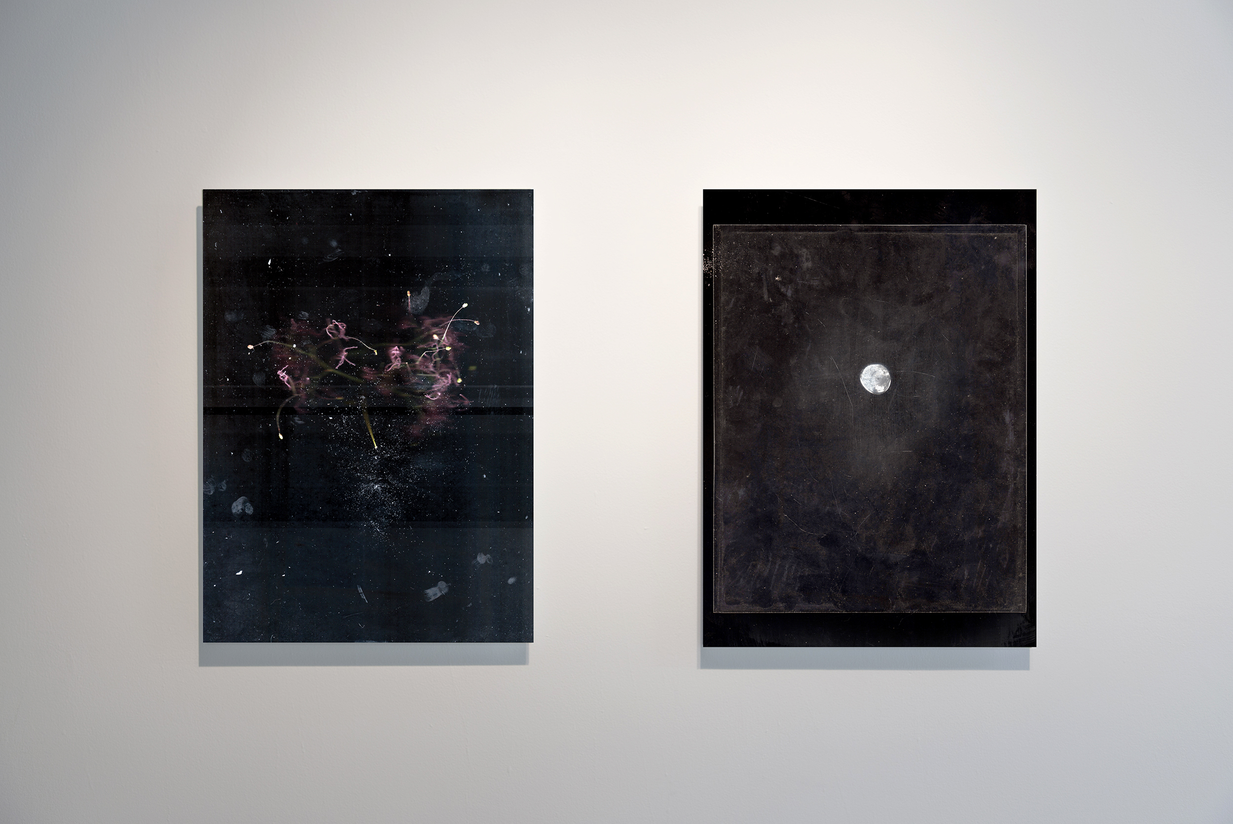 Installation view of two Fieldcast works on a gallery wall